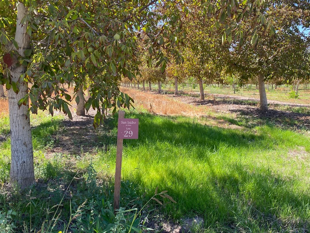 San Isidro de Paine - foto 2